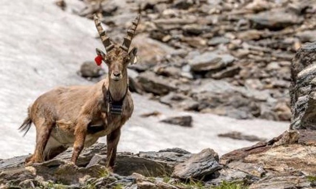 Koziorożec alpejski Dimanche zginął pod lawiną