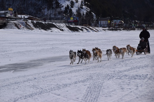 Psi zaprzęg na Bajkale