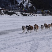 Psi zaprzęg na Bajkale