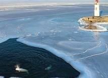 Bieługi polujące na ryby pod zamarzniętą powierzchnią Zatoki Amurskiej.
9.01.2022  Władywostok, Rosja