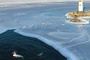 Bieługi polujące na ryby pod zamarzniętą powierzchnią Zatoki Amurskiej.
9.01.2022  Władywostok, Rosja