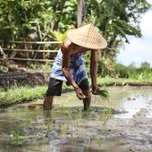 Sadzenie ryżu 