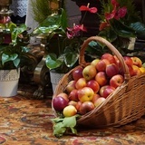 Błogosławieństwo jabłek w dzień św. Doroty