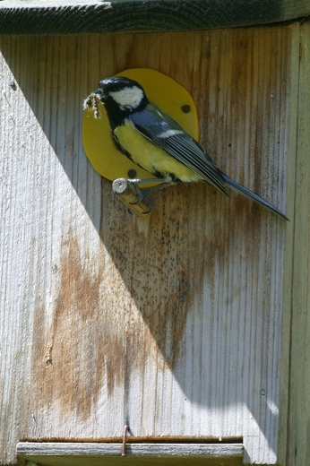 Białystok: Do mieszkańców trafiły budki dla ptaków