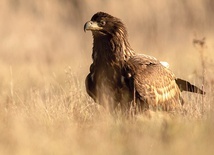 Bielik – największy spośród krajowych ptaków drapieżnych