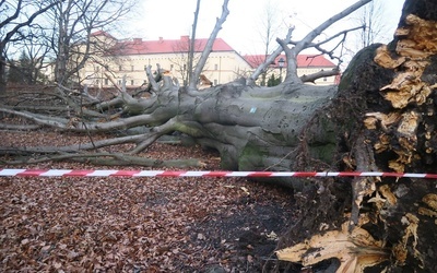 Kraków. Wichura powaliła na Plantach buka giganta