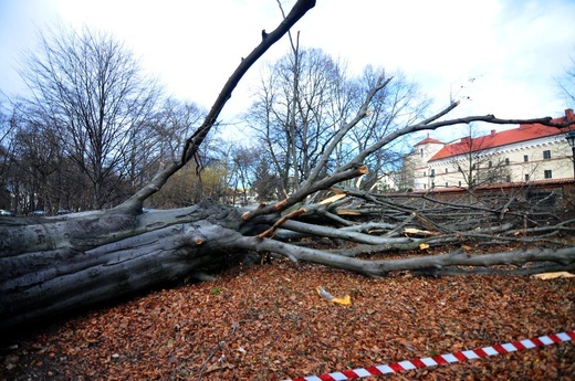 Buk na Plantach powalony przez wichurę