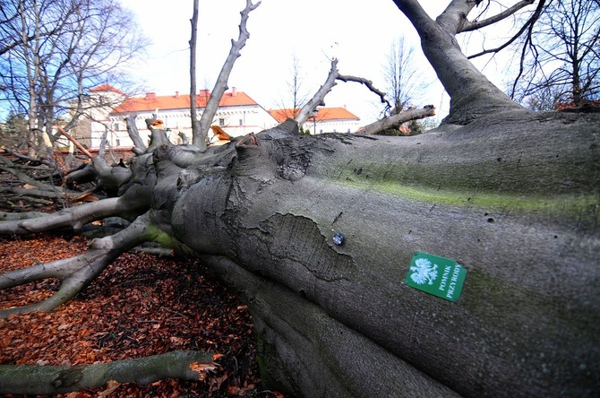 Buk na Plantach powalony przez wichurę