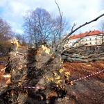 Buk na Plantach powalony przez wichurę