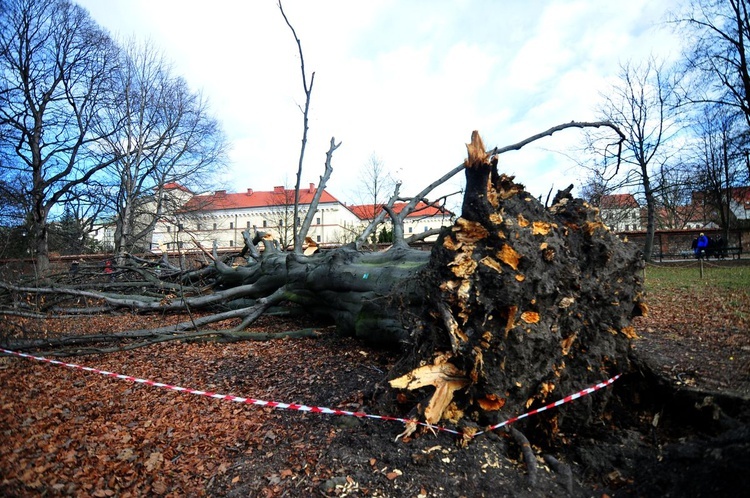 Buk na Plantach powalony przez wichurę