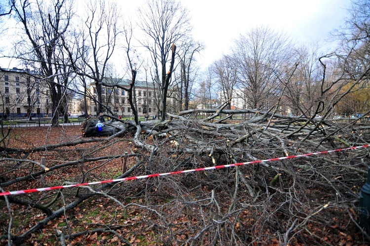 Buk na Plantach powalony przez wichurę