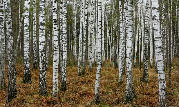 Brzozy usuwają z gleby mikroplastik