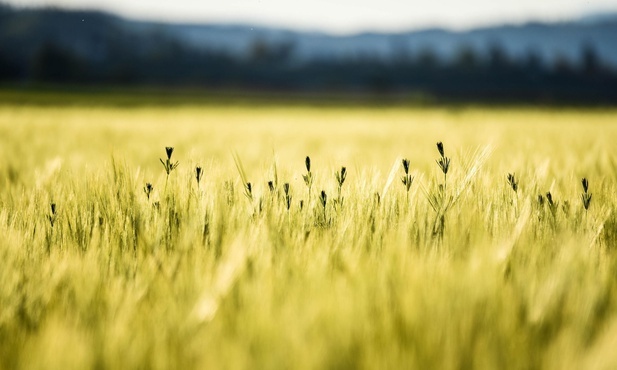 Pozwólcie obojgu róść aż do zniwa