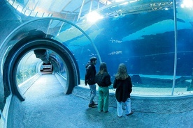 W tunelach oceanarium