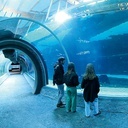 W tunelach oceanarium