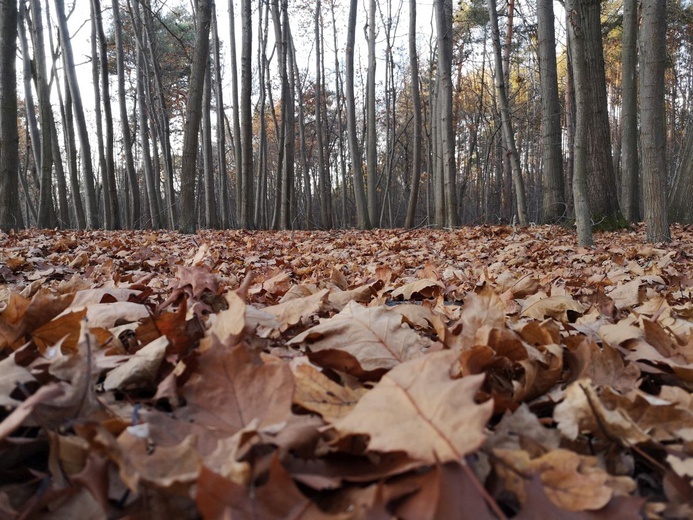 Krzyż i jesienne liście