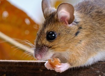 Nowy lek chroni stare myszy przed COVID-19