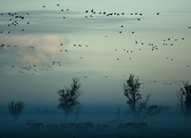 30 tysięcy kilometrów... Jak ptaki czytają mapę Ziemi?