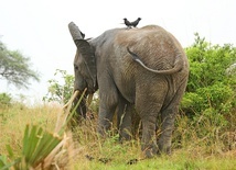 Naukowiec stratowany przez słonia