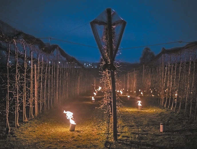 Świece mrozowe w Fetzisloh Egnach w Szwajcarii ogrzewają sad owocowy, aby ochronić pączkujące drzewa przed niskimi temperaturami.
4.04.2022  Szwajcaria