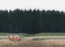 Czarny zwierz,   trąby i korony