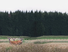 Czarny zwierz,   trąby i korony