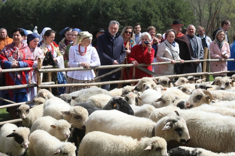 Beskidzka inauguracja sezonu pasterskiego w Rychwałdzie