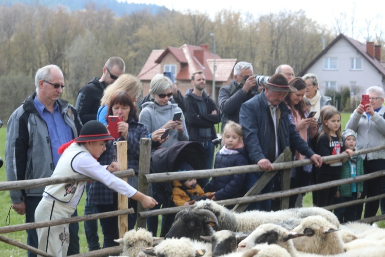 Beskidzka inauguracja sezonu pasterskiego w Rychwałdzie