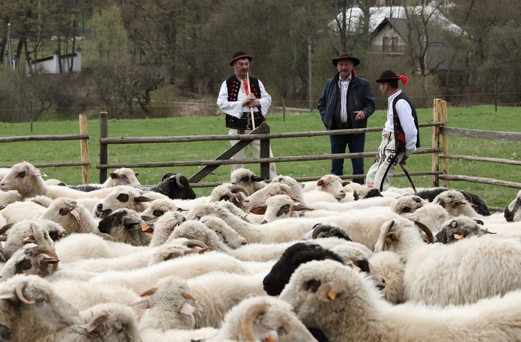 Rozpoczęcie sezonu pasterskiego w województwie śląskim