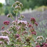 Żywa lekcja dziejów Polski w Ogrodzie Botanicznym