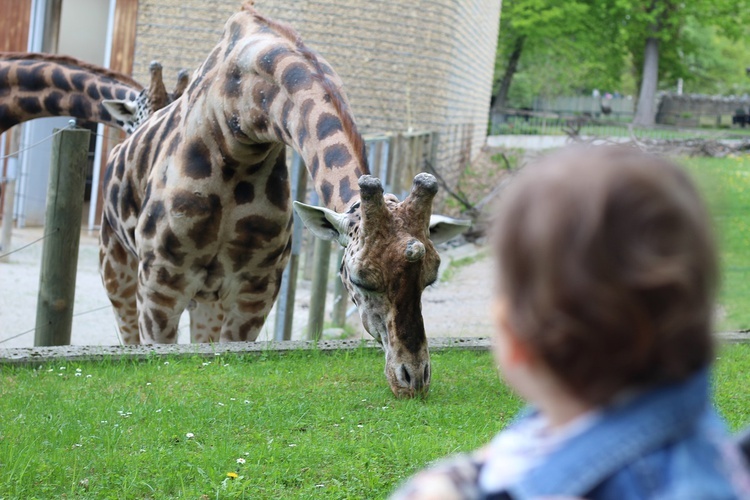 Spacer po krakowskim ZOO 