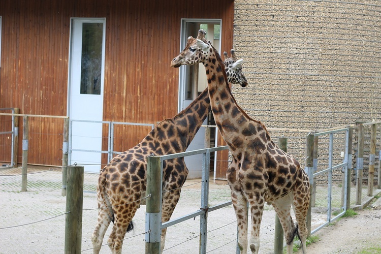 Spacer po krakowskim ZOO 