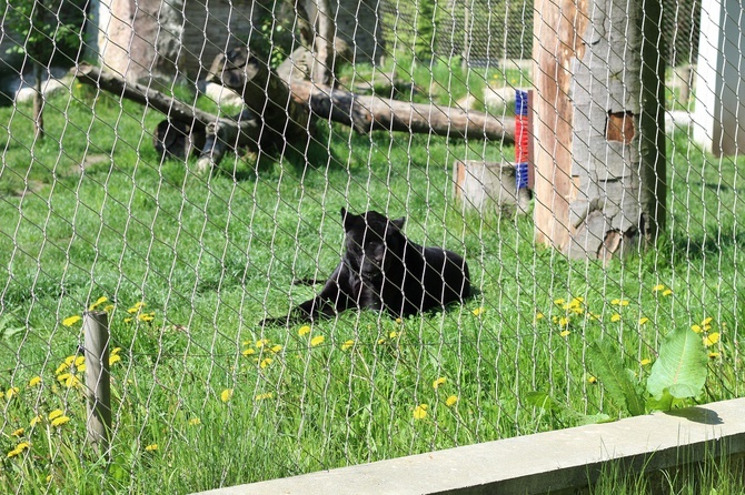 Spacer po krakowskim ZOO 