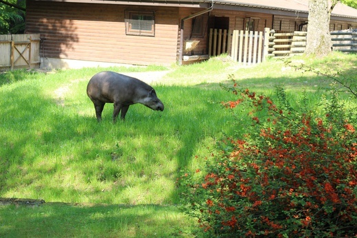 Spacer po krakowskim ZOO 