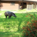 Spacer po krakowskim ZOO 