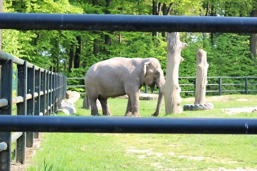 Spacer po krakowskim ZOO 