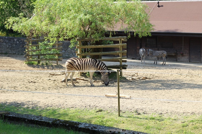 Spacer po krakowskim ZOO 