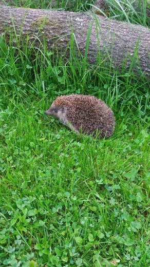 Budząca się natura