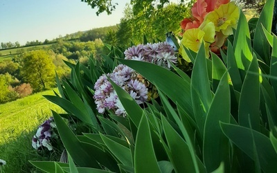 Budząca się natura