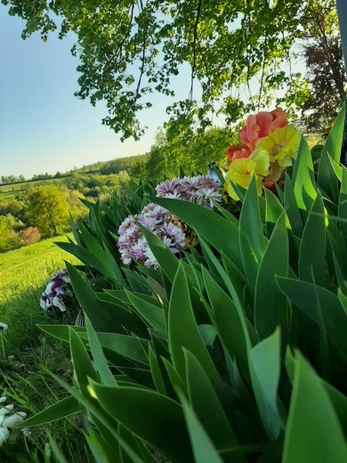 Budząca się natura