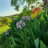 Budząca się natura