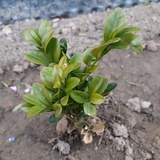 W ogrodzie zmysłów