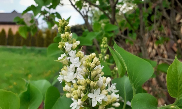 W ogrodzie zmysłów