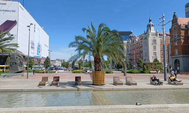 Katowice. Palmy wróciły na rynek