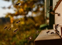 Sosnowiec. Światowy Dzień Pszczoły