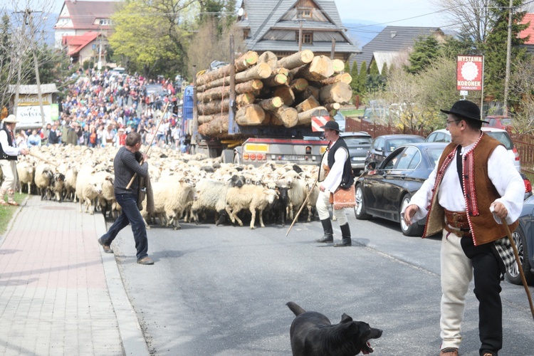 Mieszanie owiec u bacy Piotra Kohuta w Koniakowie