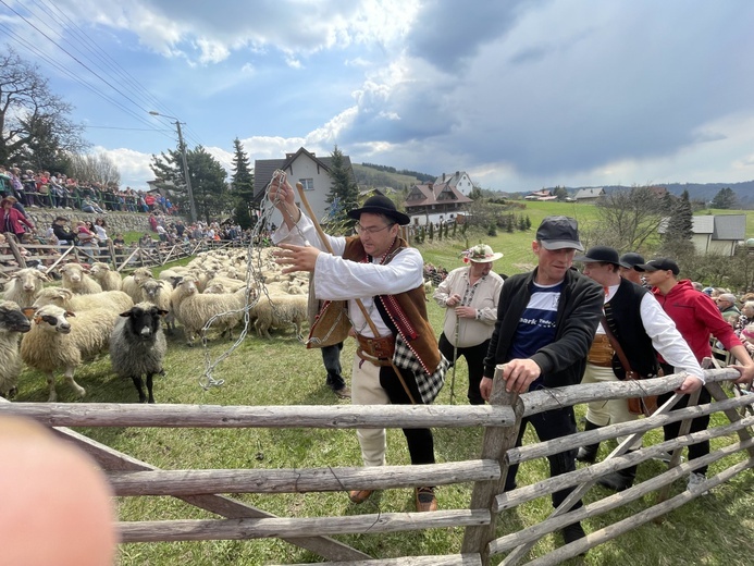 Mieszanie owiec u bacy Piotra Kohuta w Koniakowie