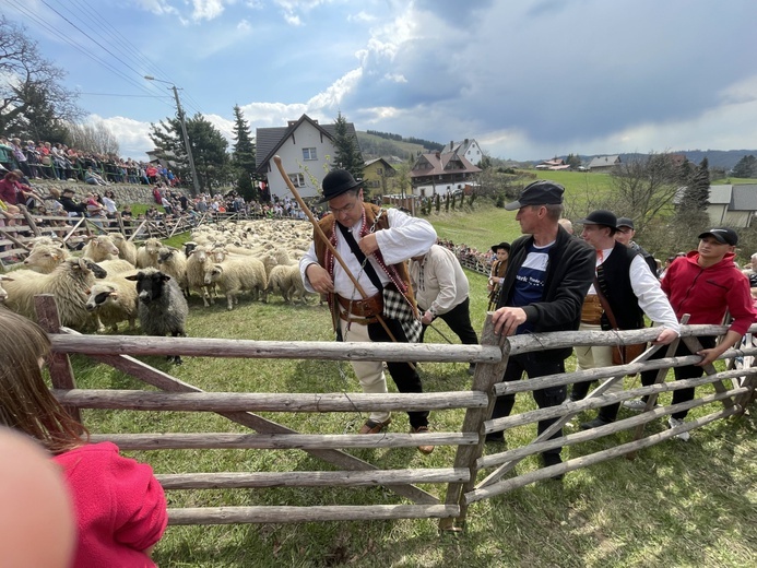 Mieszanie owiec u bacy Piotra Kohuta w Koniakowie