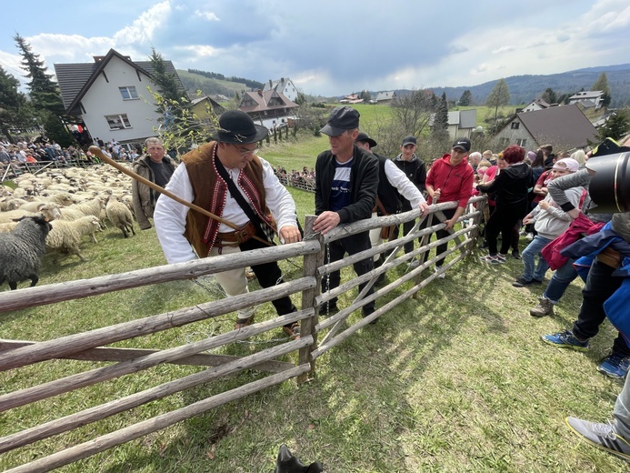 Mieszanie owiec u bacy Piotra Kohuta w Koniakowie