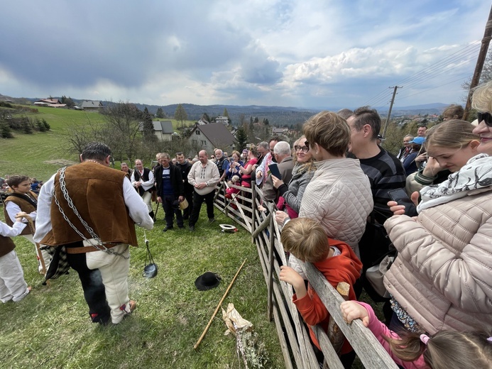 Mieszanie owiec u bacy Piotra Kohuta w Koniakowie